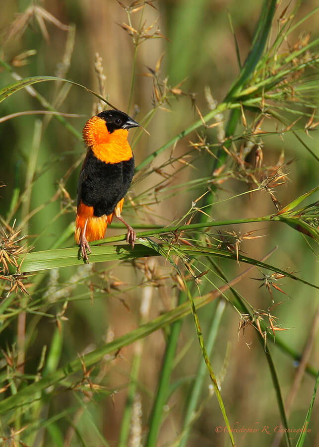 Male Orange Bishop, Buffalo Run Park, Missouri City, Texas