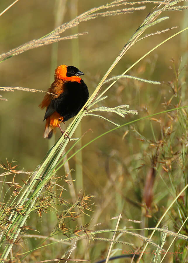 Displaying Male Orange Bishop, Buffalo Run Park, Missouri City, Texas