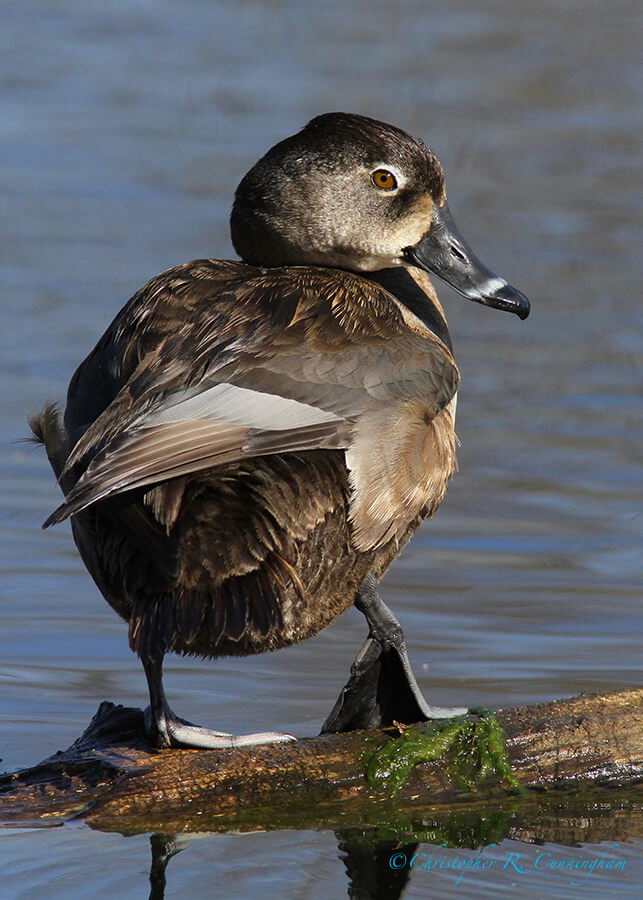 Over the Shoulder: Ring-necked Duck 