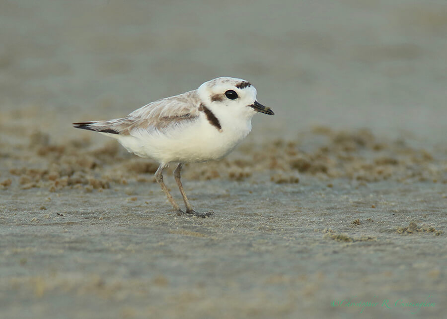 Snowy Plover, East Beach, Galveston Island, Texas