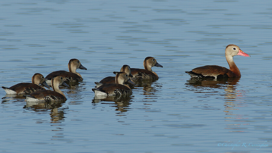 Black-bellied Whistling-Duck Family, Buffalo Run Park, Missouri City, Texas