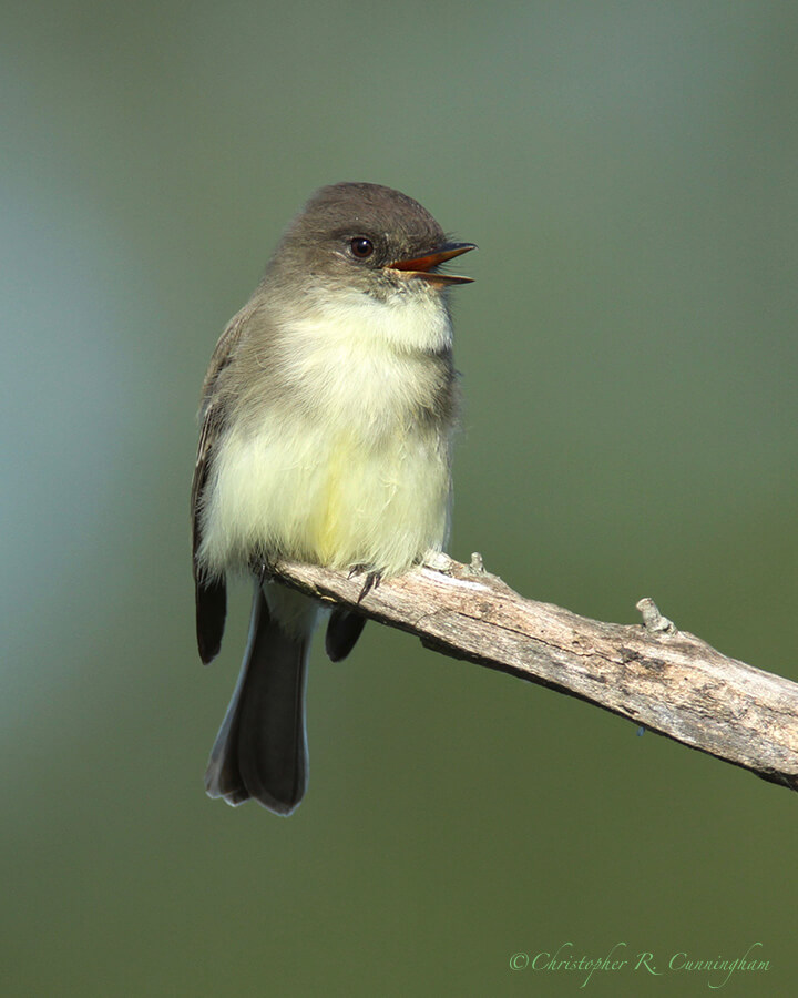 Calling Eastern Phoebe, Anahuac National Wildlife Refuge, Texas