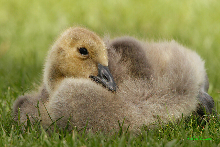 Canada Gosling, Jackson, Wyoming