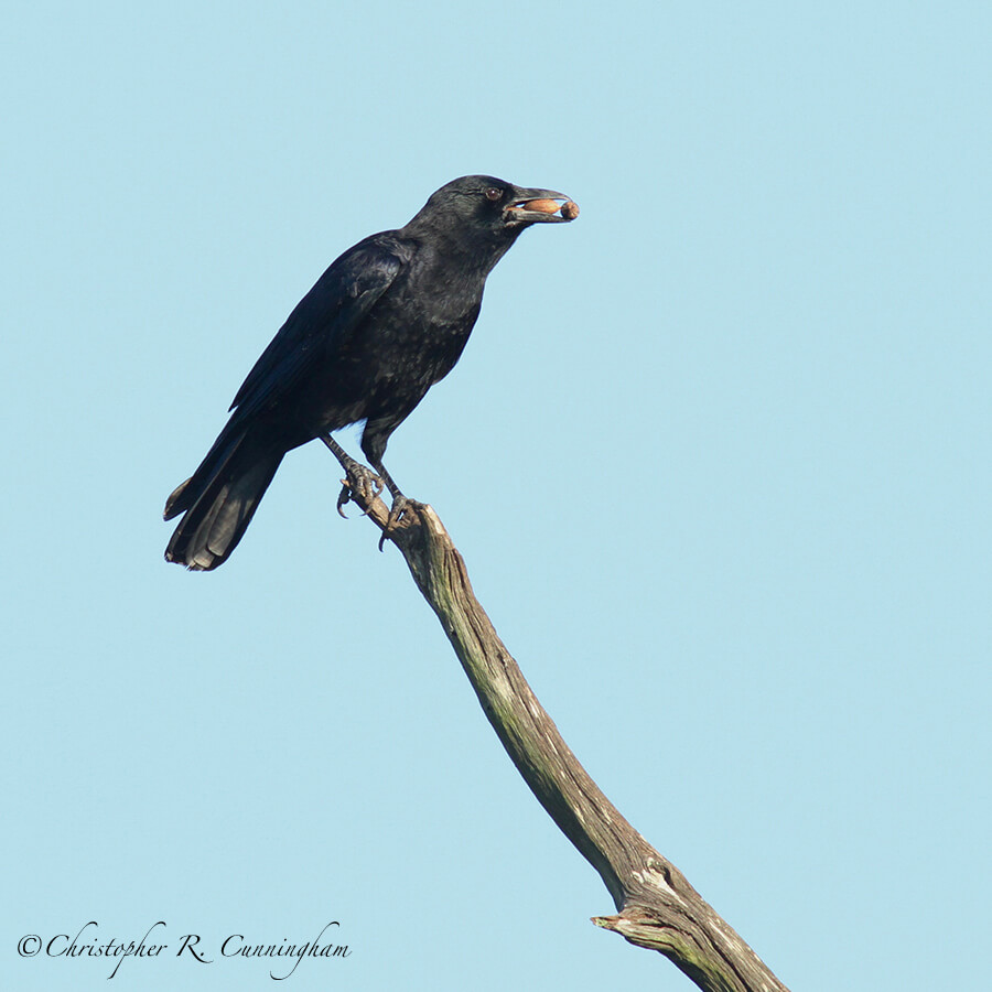 Fall 2016: A greedy American Crow crams as many nuts into its mouth as it can! BBSP