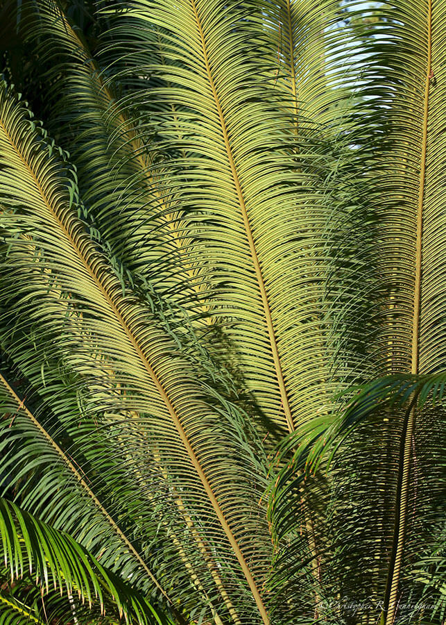 Cycad, Prehistoric Garden, Mercer Botanical Garden, Humble, Texas 