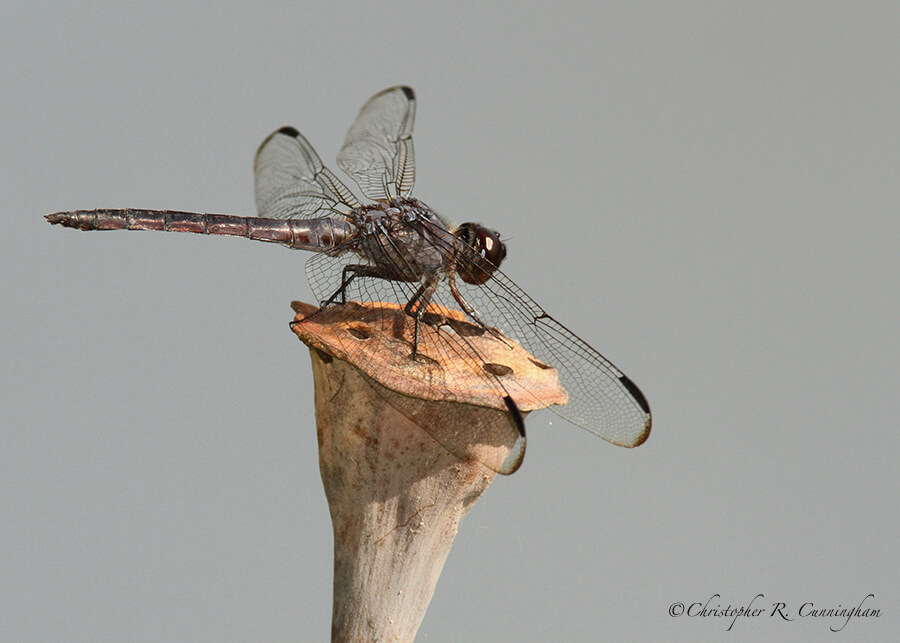 Dragonfly on American Lotus Seed Pod, Elm Lake, Brazos Bend State Park, Texas