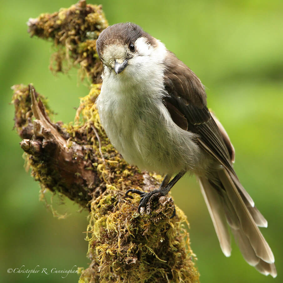 Gray Jay, Hoh Rainforest, Olympic National Park, Washington