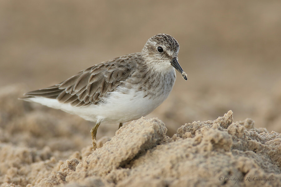 Hunting Least Sandpiper, lagoon behind Bryan Beach, Texas