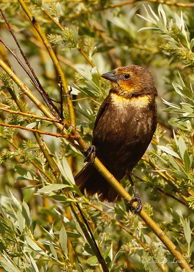 Young Yellow-headed Blackbird, Jackson, Wyoming