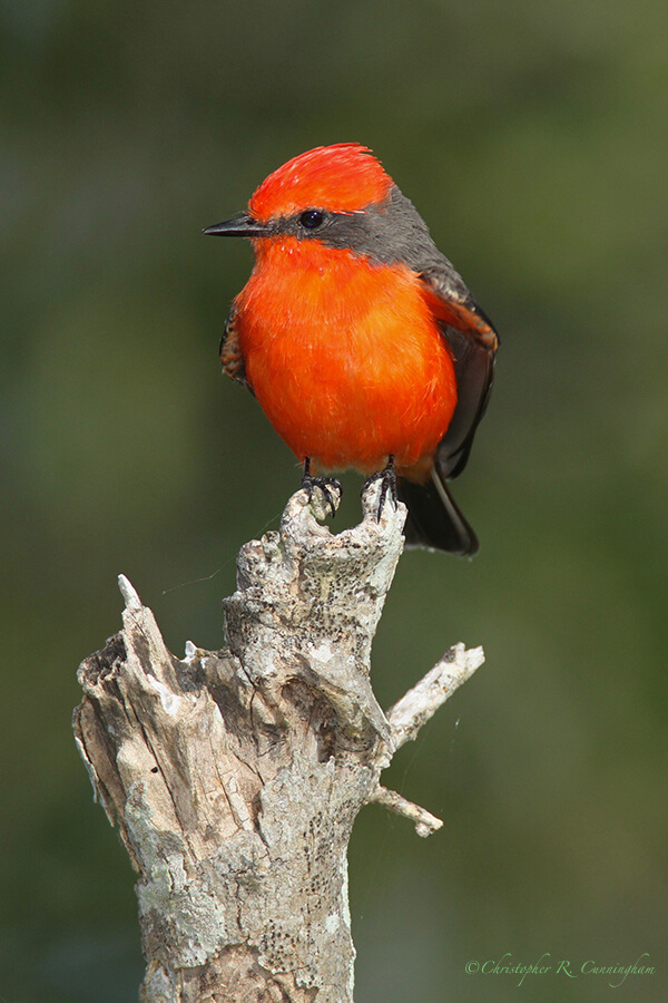 Male Vermilion Flycatcher, Anahuac National Wildlife Refuge, Texas