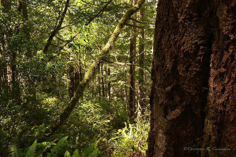 Redwood Forest, southwest Oregon
