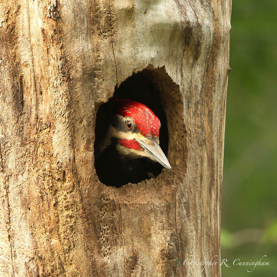 Pileated Woodpecker, Pilant Slough, Brazos Bend State Park, Texas