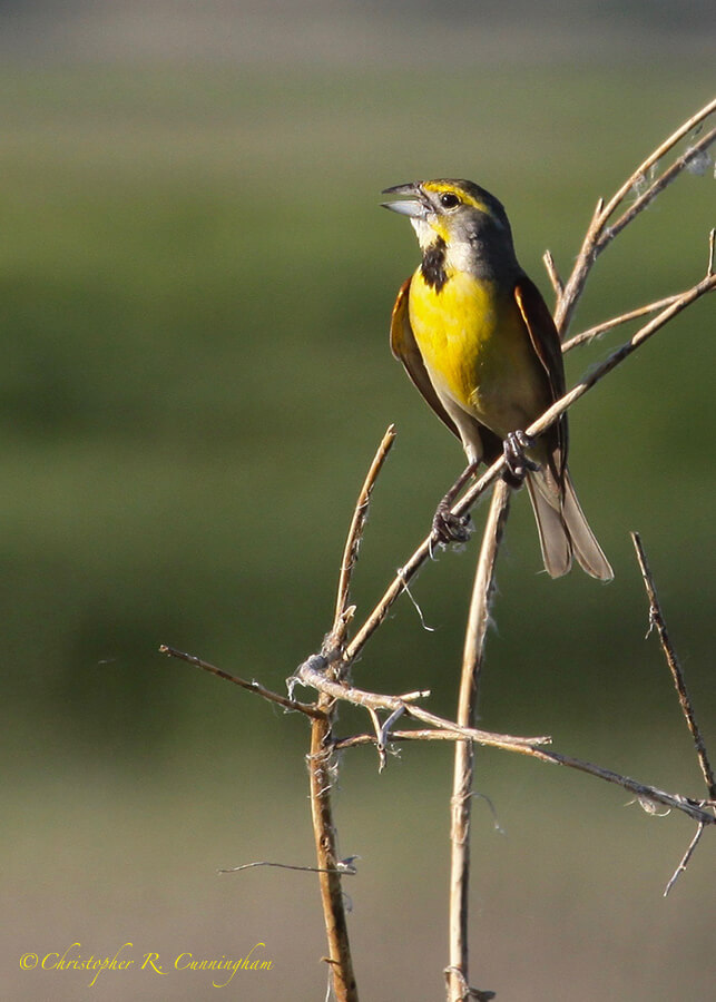 Singing Dickcissel, Cheyenne Bottoms, Kansas