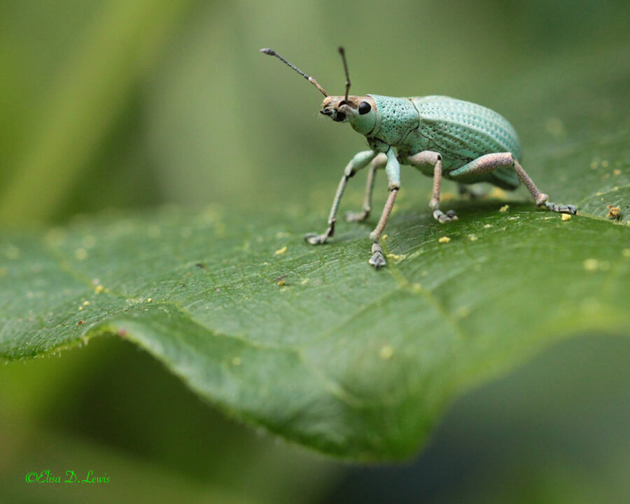 Weevil, Lake Livingston Sgate Park, east Texas