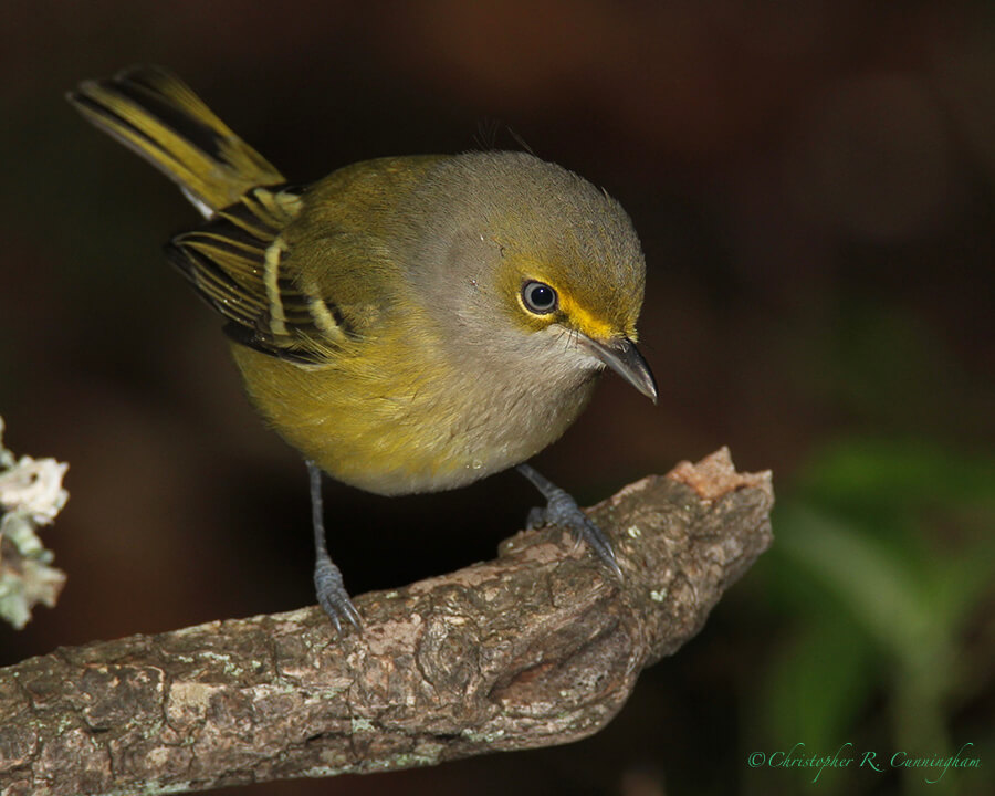 White-eyed Vireo, Lafitte's Cove, Galveston Island, Texas