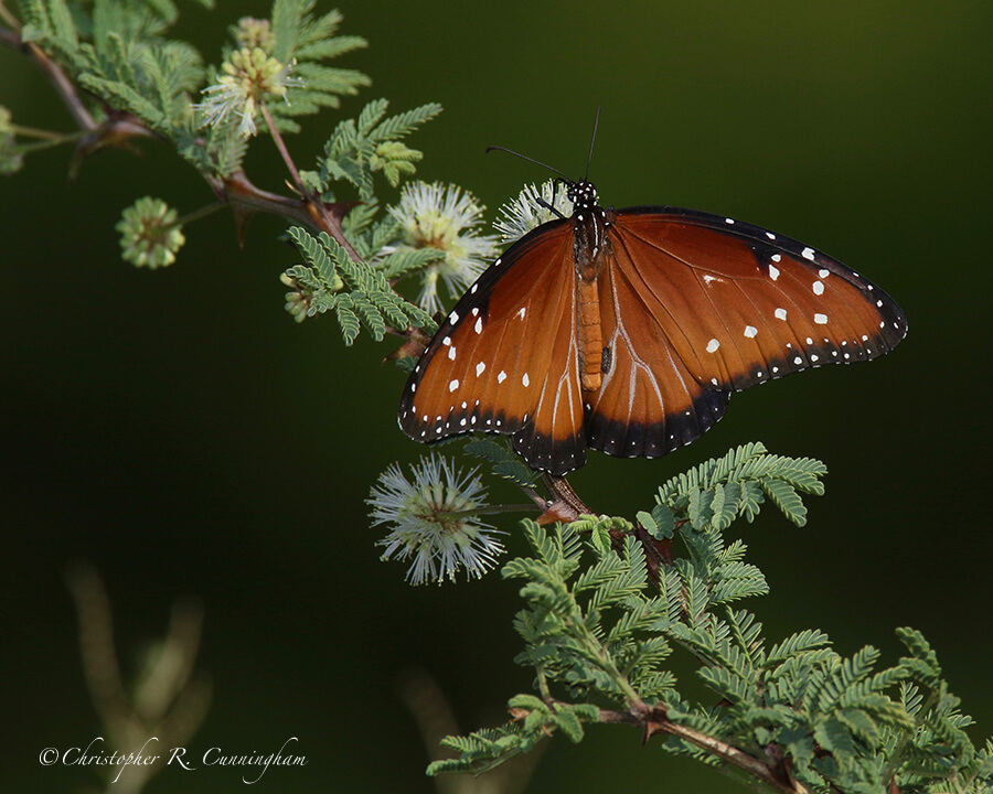 Butterfly, Sam Nail Ranch, Big Bend National Park, West Texas