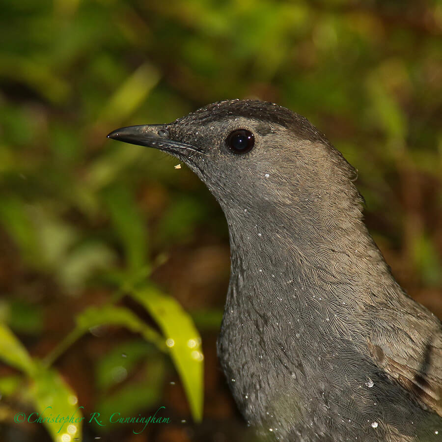 Gray Catbird, Lafitte's Cove, Galveston Island, Texas