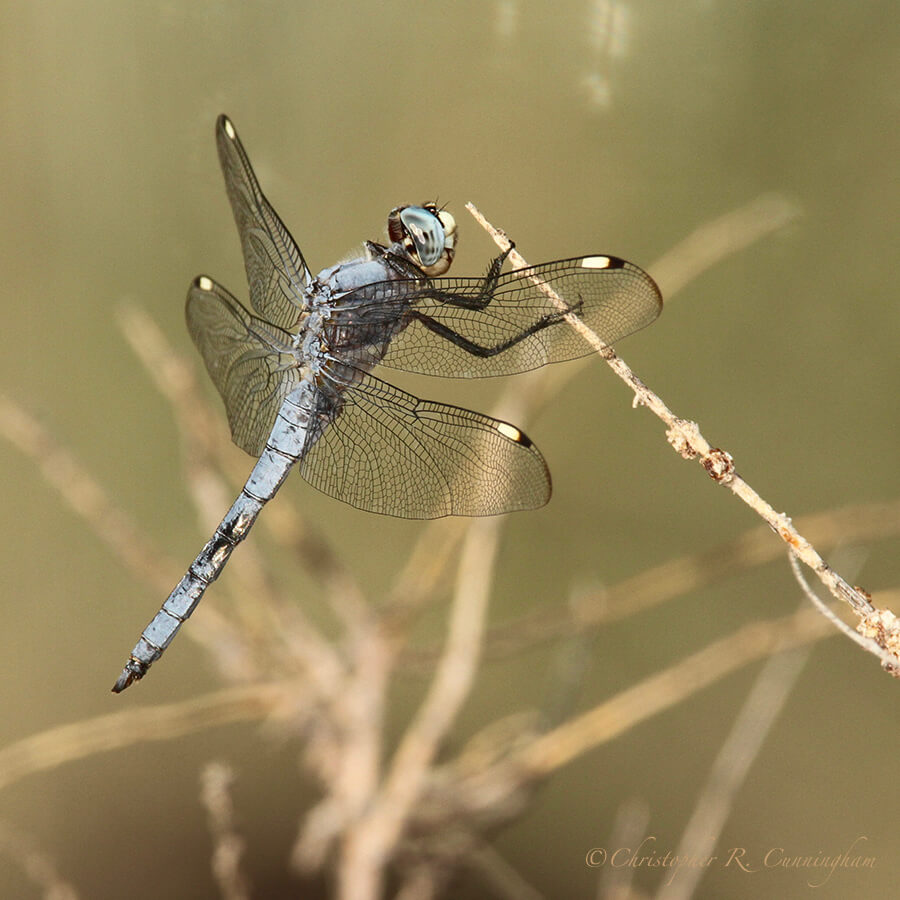 Comanche Skimmer Dragonfly (Libellula comanche), Bitter Lake National Wildlife Refuge, New Mexico