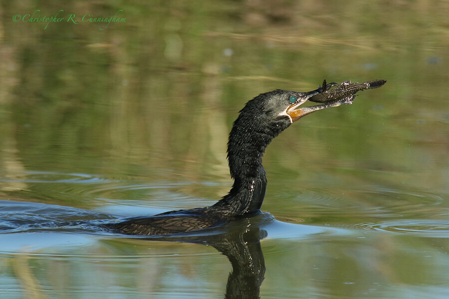 Cormorant with Plecostomus, Fiorenza Park, Houston, Texas