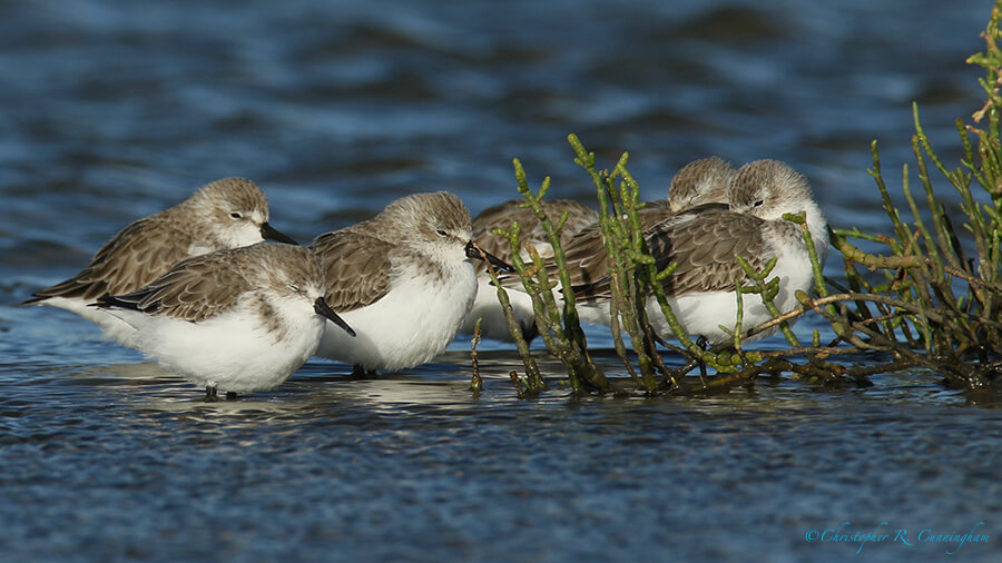 Dunlin Flock, East Beach, Galveston Island, Texas