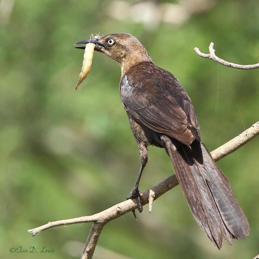 Female Grackle with predaceous diving beetle larva, Casa de Santa Ana, Rio Grande Valley, Texas