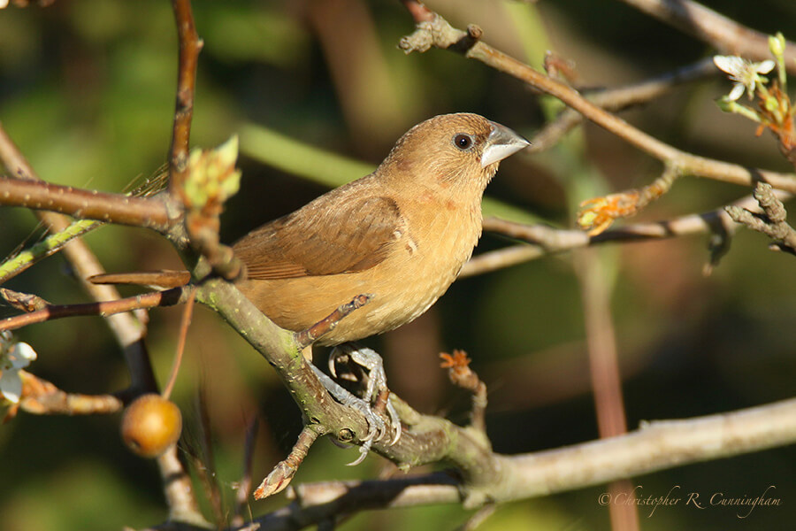 Female Scaly-breasted Munia, Fiorenza Park, Houston, Texas