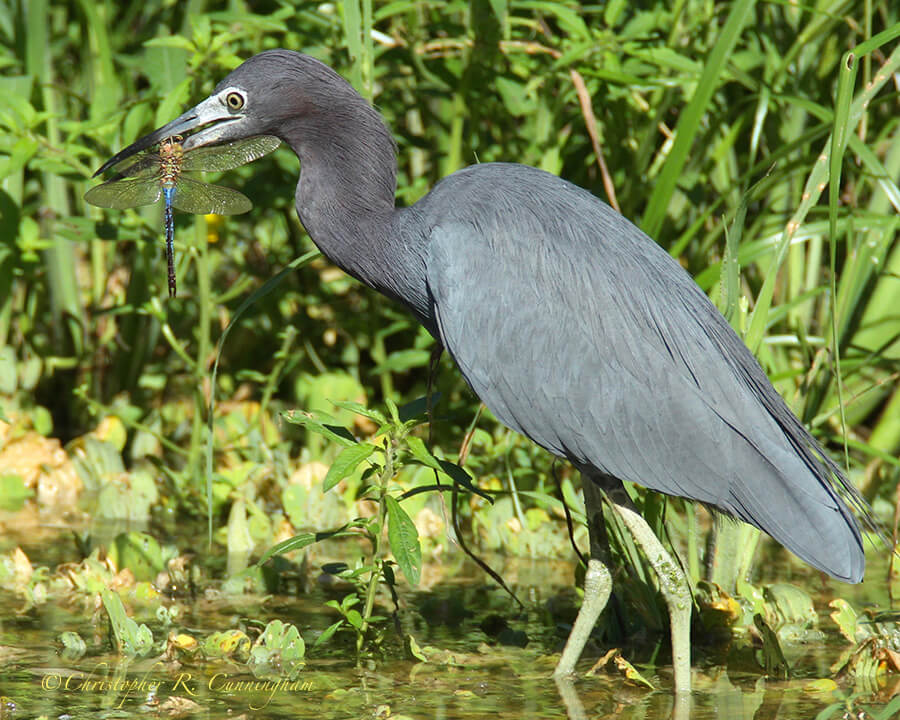 Little Blue Heron wiht Anax junius, Brazos Bend State Park, Texas