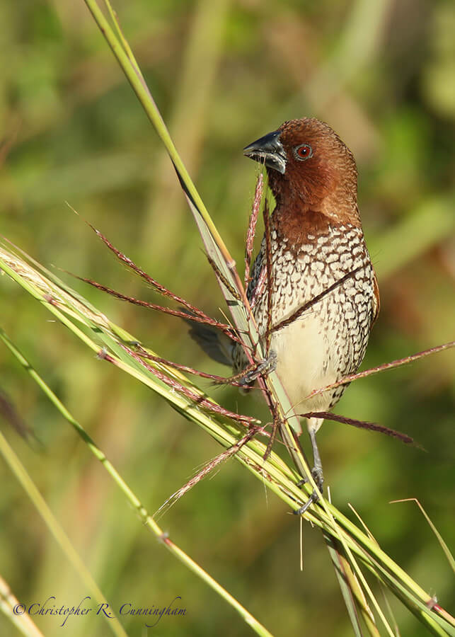 A Male Scaly-breasted Munia Chomps on Grass Seeds, Fiorenza Park, Houston, Texas