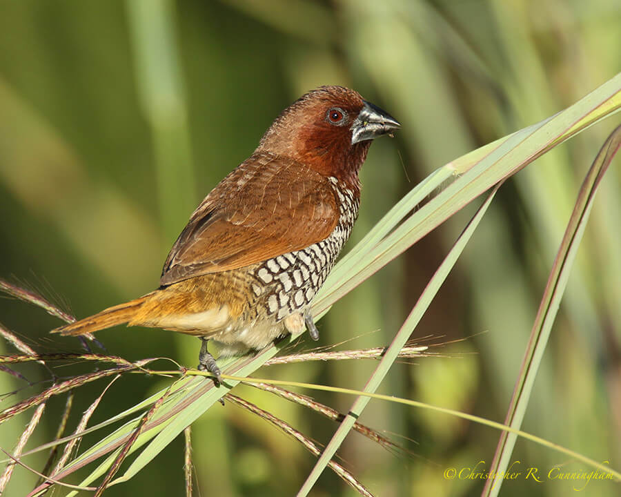 Nutmeg Mannikin, Fiorenza Park, Houston, Texas