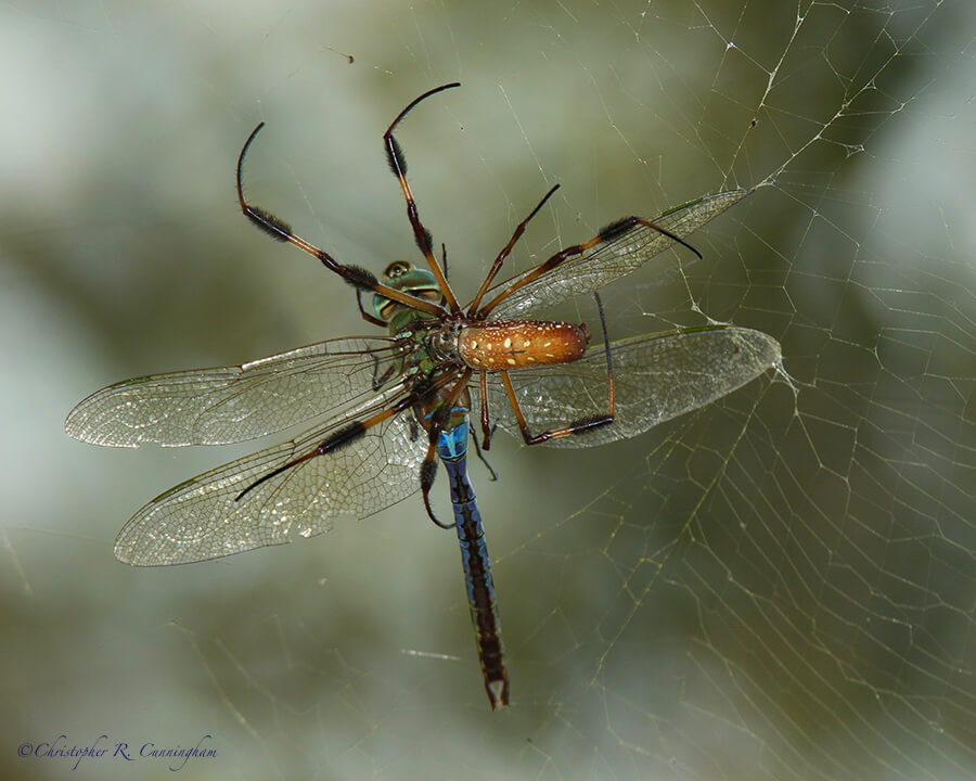Anax junius caught in orb-weaver web, Pilant Lake, Brazos Bend State Park, Texas