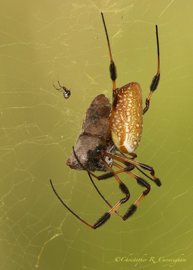 Golden silk orb-weaver with moth and dewdrop spider, Pilant Lake, Brazos Bend State Park, Texas