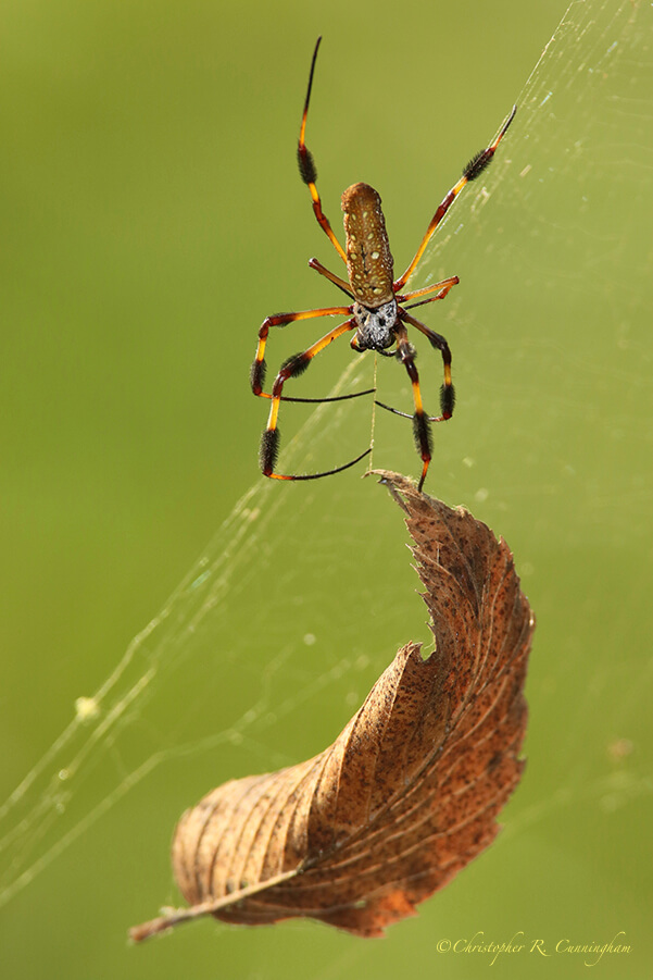 Golden silk orb-weaver spider cutting leaf free from web, PIlant Lake, Brazos Bend State Park, Texas