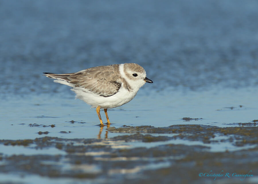 Piping Plover (Nonbreeding), East Beach, Galveston Island, Texas