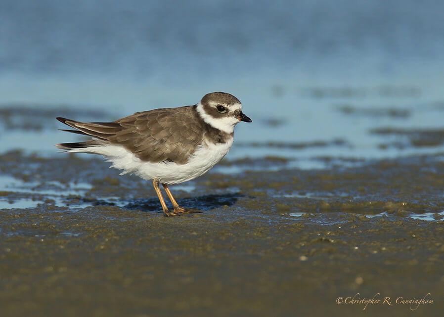 Semipalmated Plover (Nonbreeding), East Beach, Galveston Island, Texas