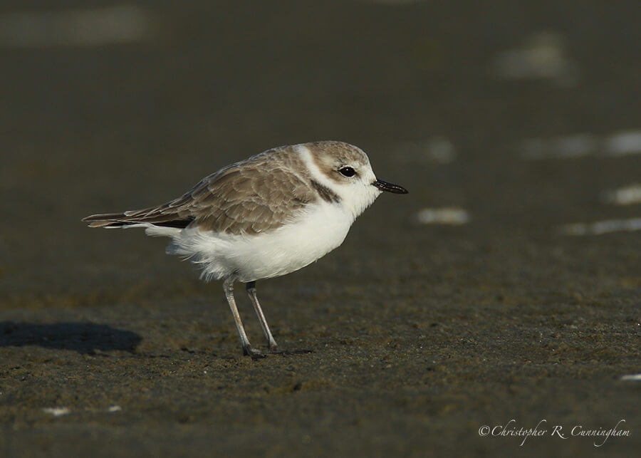 Snowy Plover (Nonbreeding), East Beach, Galveston Island, Texas