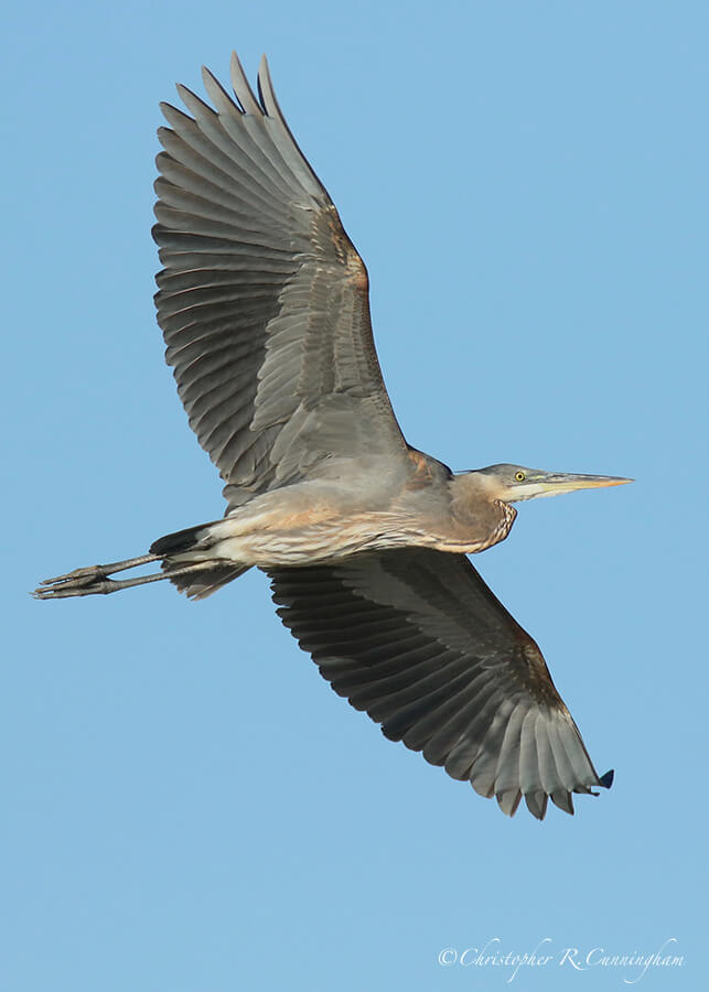 Soaring Great Blue Heron, Fiorenza Park, Houston, Texas