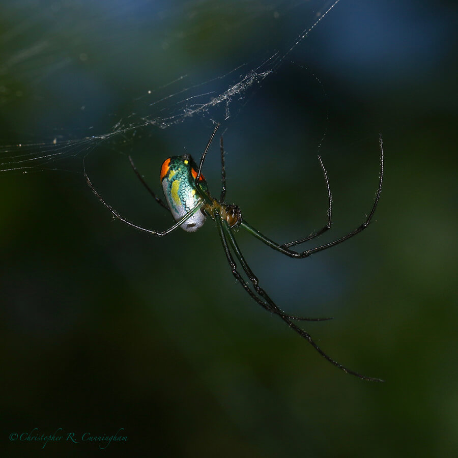Orchard Spider, houston, Texas.