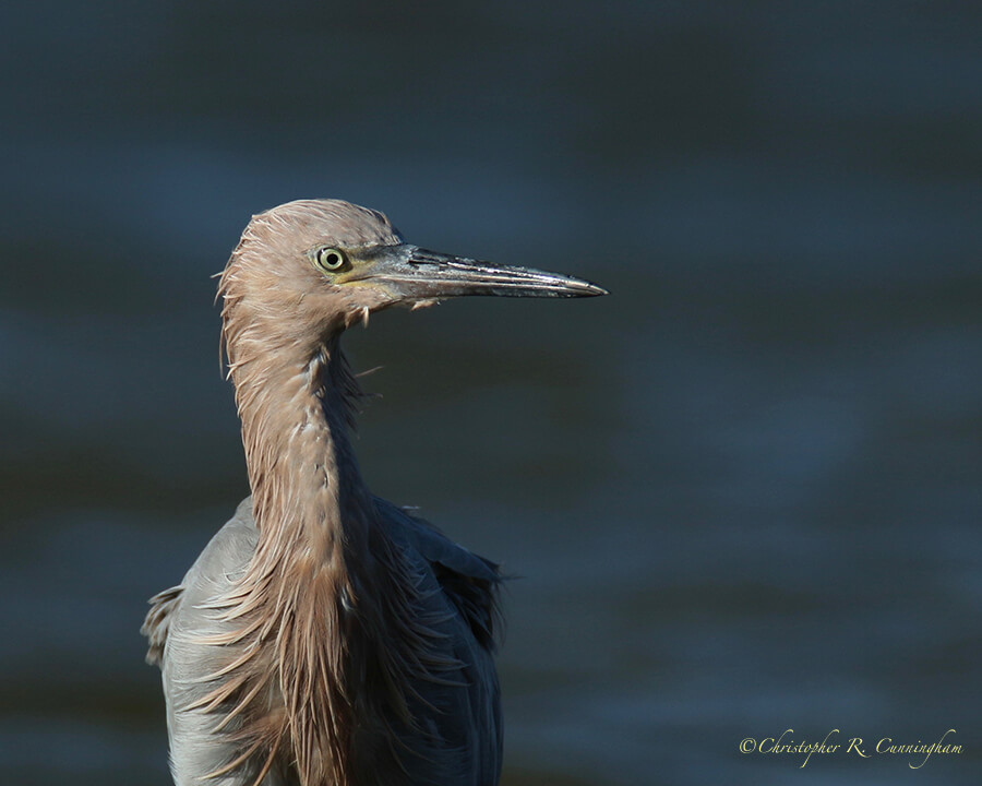 Reddish Egret, East Beach, Galveston Island, Texas