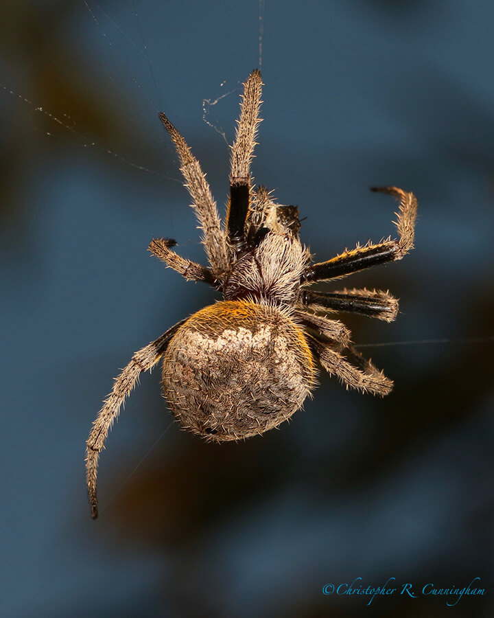 Her Prey, Pilant Lake, Brazos Bend State Park, Texasa