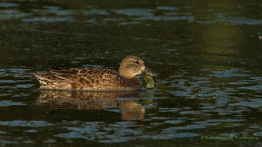 Blue-winged Teal with Strand of Algae, Lafitte's Cove, Galveston Island, Texas.