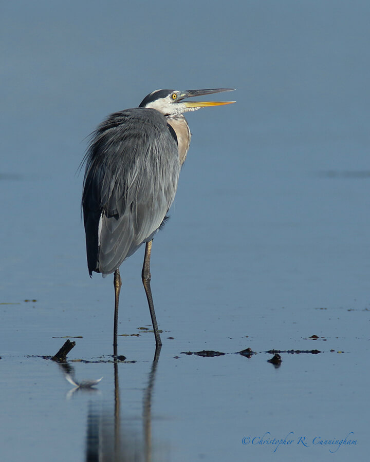 Calling Great Blue Heron, Pilant Lake, Brazos Bend Stgate Park, Texas