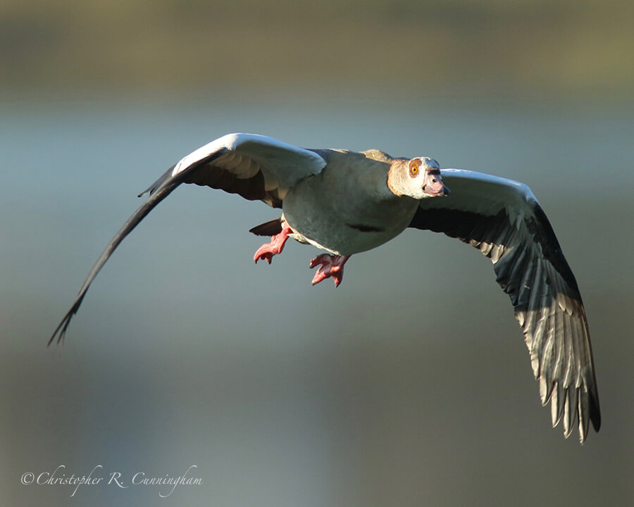 Egyptian Goose in Flight, Fiorenza Park, Houston, Texas