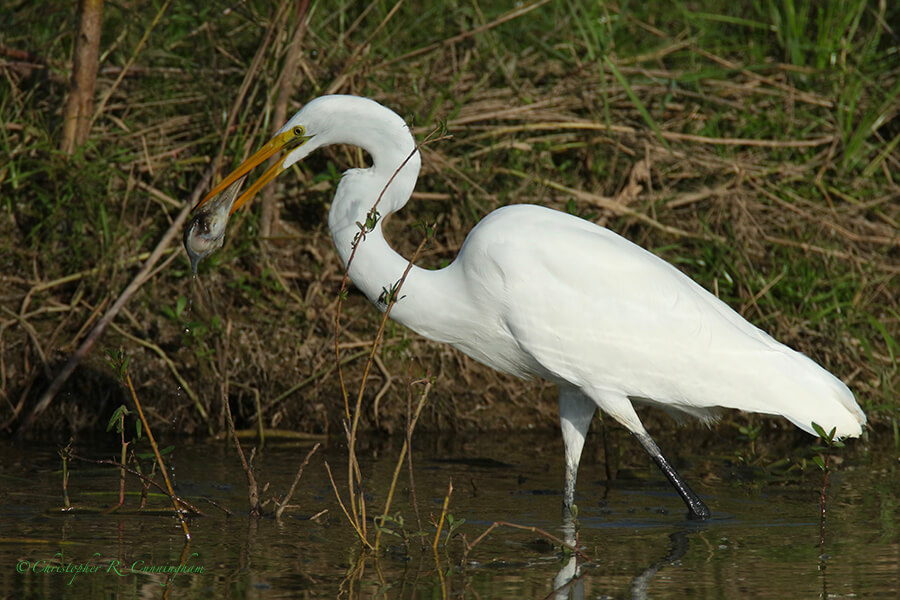 Great Egret with Ibis Head, Fiorenza Park, Houston, Texas