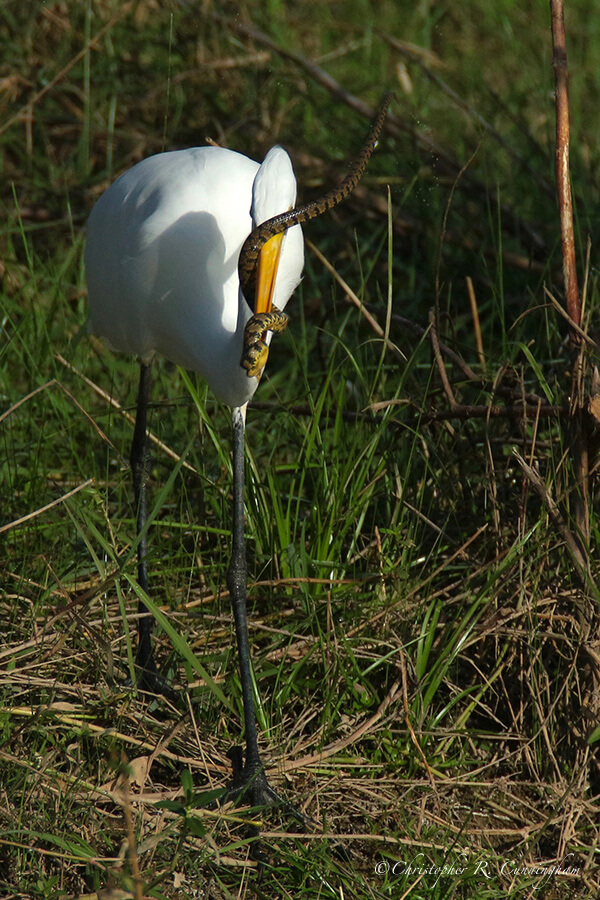 Great Egret with Diamondback Water Snake, Fiorenza Park, Houston, Texas