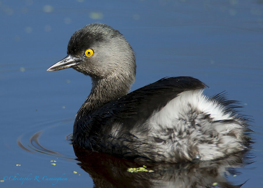 Least Grebe, Paradise Pond, Mustang Island, Texas