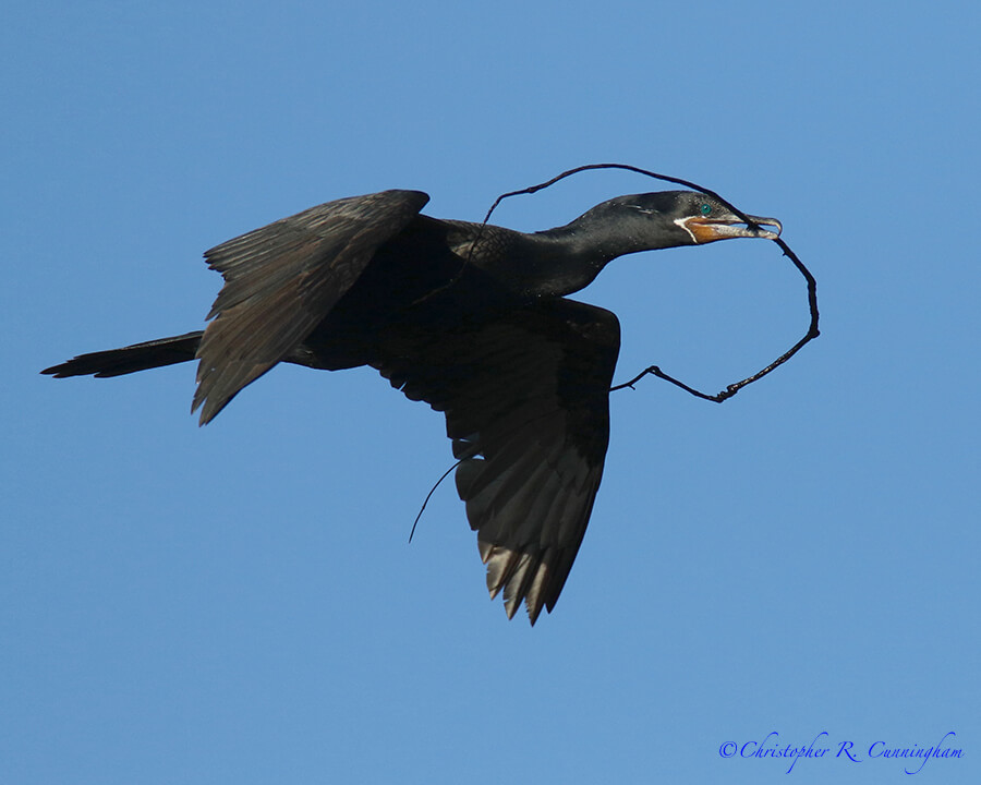 Neotropic Cormorant with Vine, Fiorenza Park, Houston, Texas