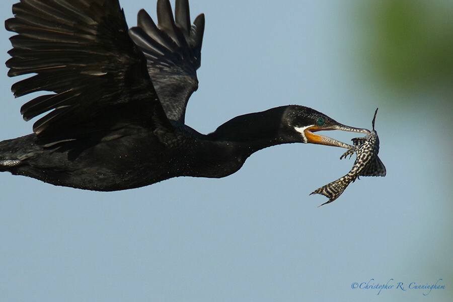 Neotropic Cormorant in Flight withCatfish, Fiorenza Park, Houston, Texas