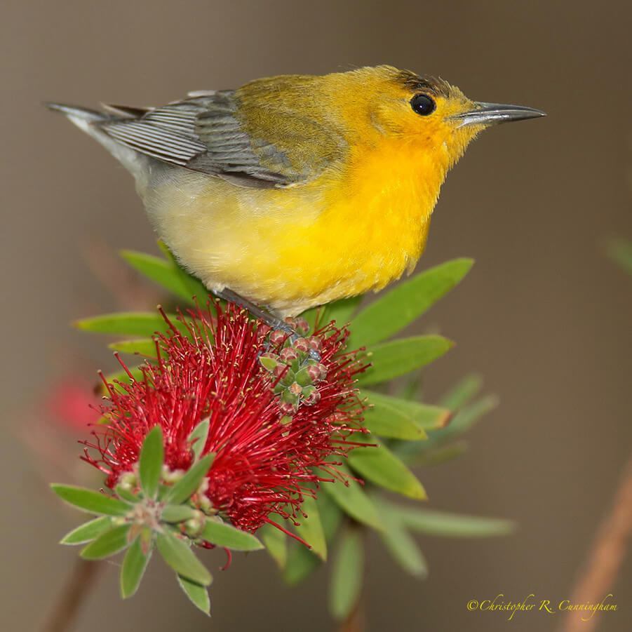 Prothonotary Warbler on Bottlebrush Flower, Catholic Cemetery, Dauphin Island, Alabama