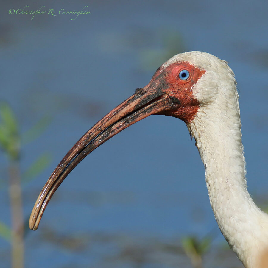 White Ibis with Muddy Face, Pilant Lake, Brazos Bend State Park, Texas