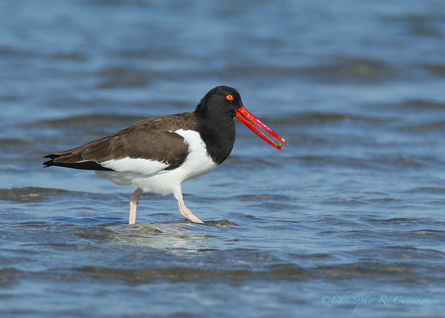 American Oystercatcher wit h Bivalve, Sunset Beach Park, Portland, Texas